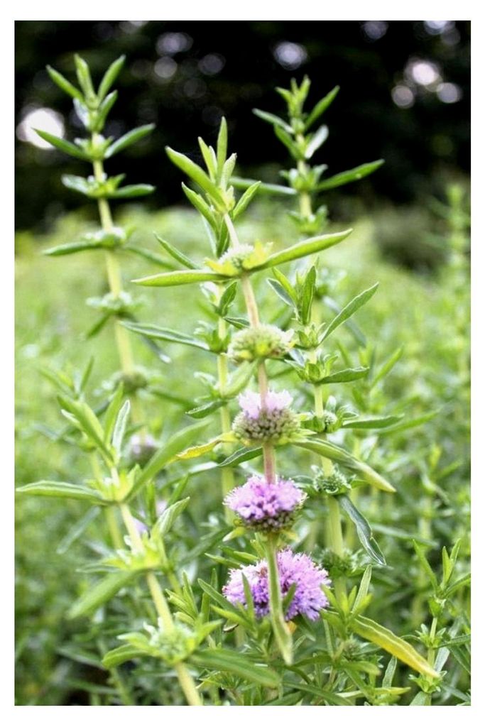 4er-Set im Pflanzkorb - Preslia cervina - Mentha cervina - Englische Wasserminze, blau