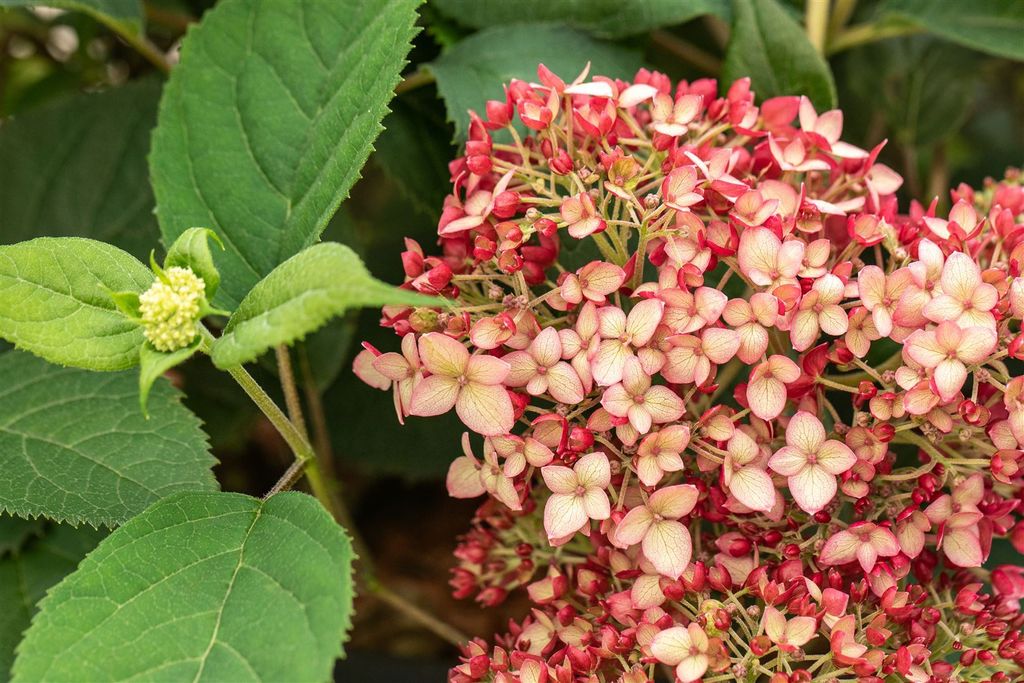 Hydrangea arborescens 'Ruby Annabelle', Hortensie, rubinrot, 40–60 cm