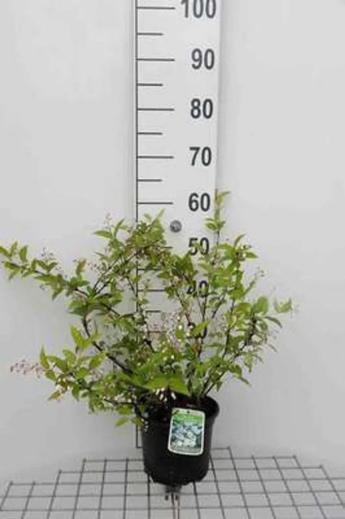 Deutzia rosea Campanulata 40-60 cm idéal pour haie basse et terrasse