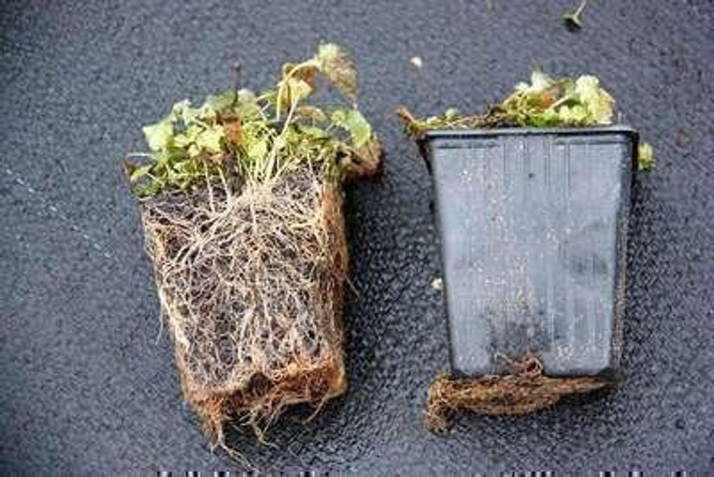 6 x Campanula latifolia 'Macrantha' - Bergminze - Topf 9 x 9 cm