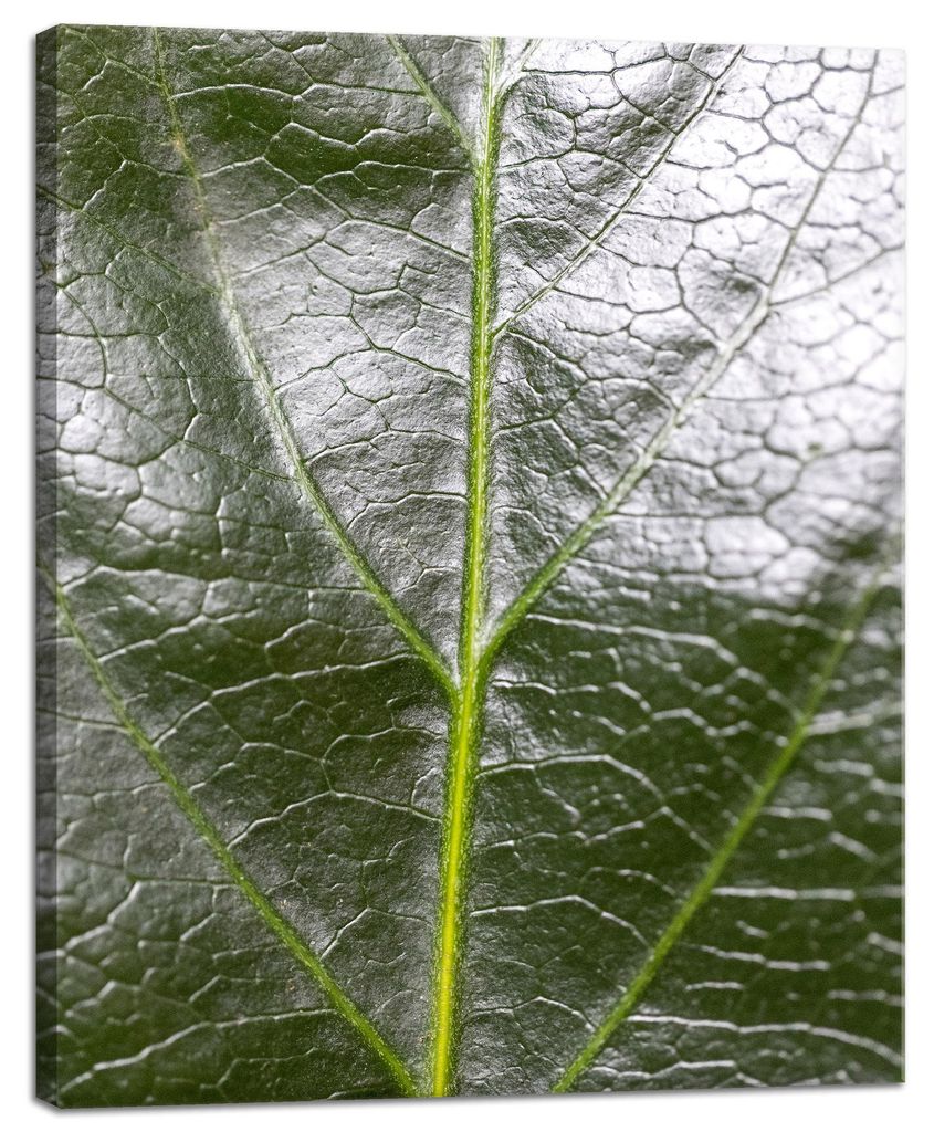 Leinwanddruck Botanik Farnblatt 40x50 cm