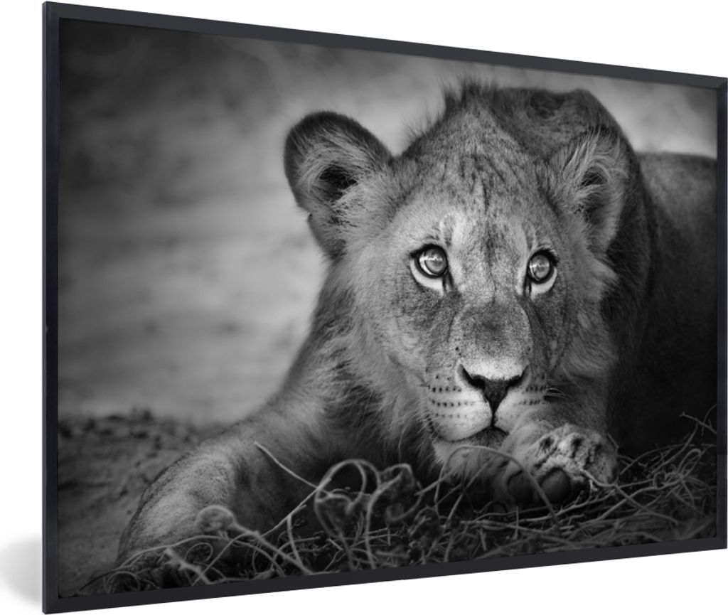 MuchoWow Gerahmtes Poster Wildtiere - Löwe - Natur - Schwarz - Weiß 60x40 cm - Poster mit Schwarzem Bilderrahmen Wandposter Rahmen Foto Bilder ...
