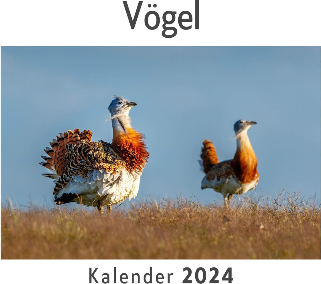 Vögel (Wandkalender 2024, Kalender DIN A4 quer, Monatskalender im Querformat mit Kalendarium, Das perfekte Geschenk)