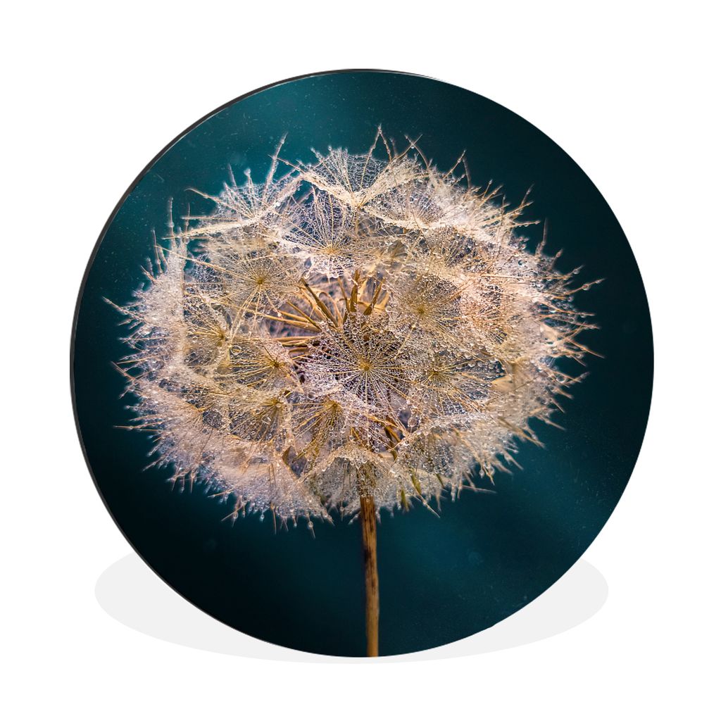 MuchoWow Aluminium Wandkreis Draußen - Morgen - Löwenzahn Ø 60 cm Wanddeko Modern Wohnzimmer - Wand Kreis - Wandbild - Schlafzimmer - Aluminiu...