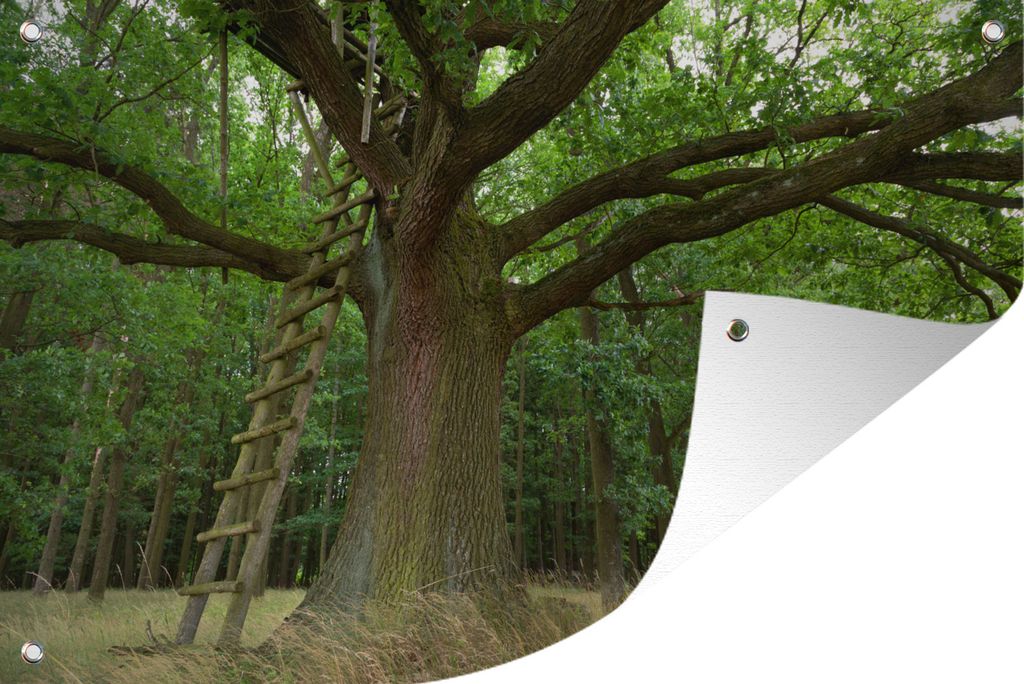 MuchoWow 90x60 cm Outdoor-Poster Gartendeko Sichtschutz Garten Poster für den Garten Holzleiter an einer alten Eiche