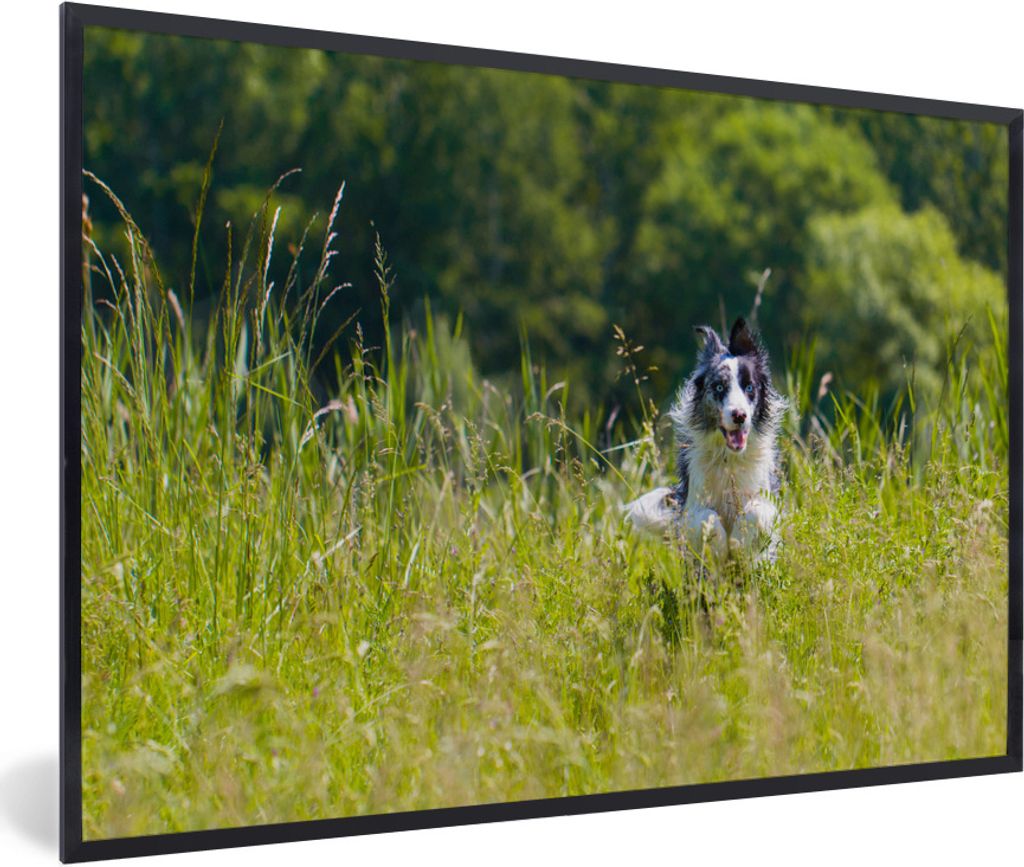 MuchoWow Gerahmtes Poster Ein sprintender Border Collie im hohen grünen Gras 30x20 cm - Poster mit Schwarzem Bilderrahmen Wandposter Rahmen Foto...