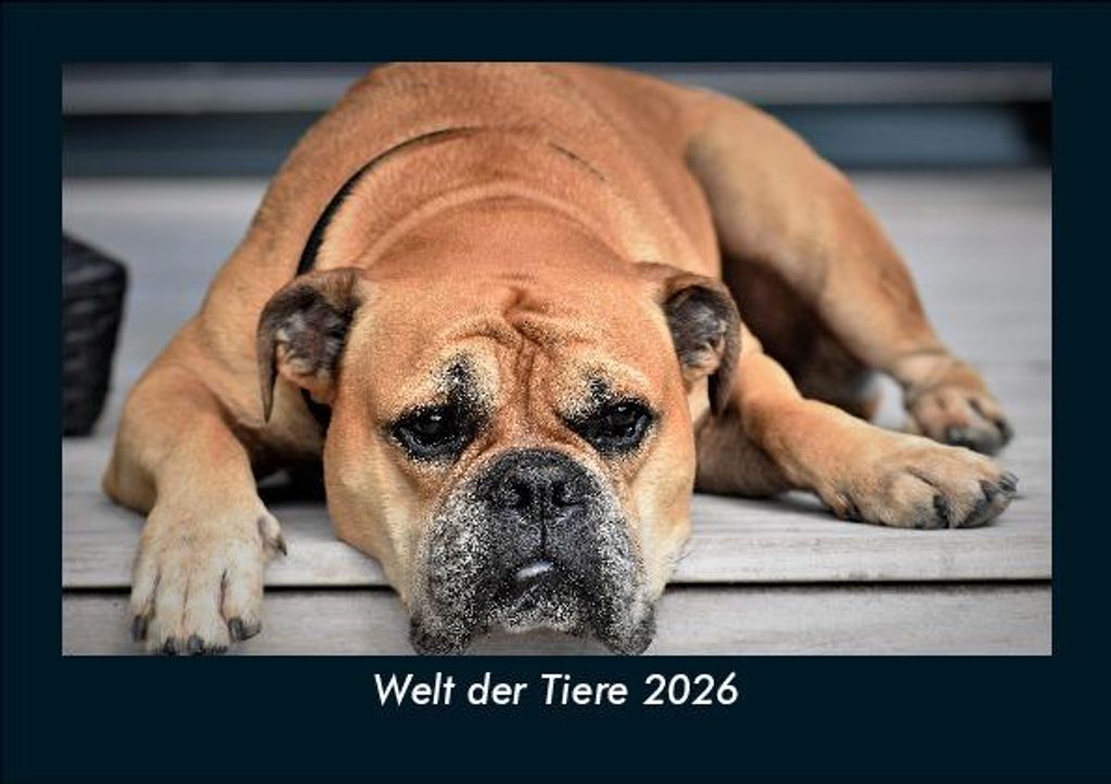 Welt der Tiere 2026 Fotokalender - Querformat DIN A5, Monatskalender mit Bild-Motiven von Haustieren, Bauernhof, wilden Tieren und Raubtieren
