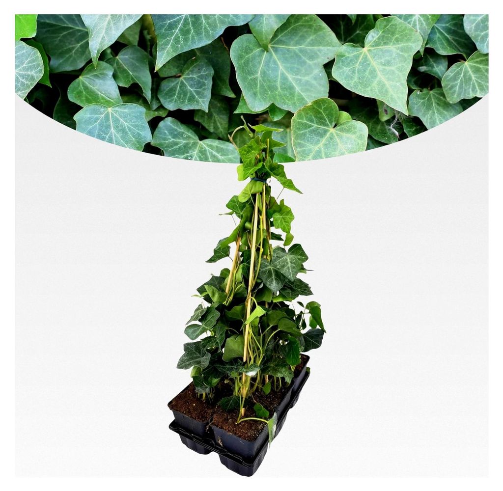 Hedera Hibernica Großblättriger Irischer Efeu 6 Stück I 40 cm x 9 cm, geeignet für Gartenhecken, Efeuwand Sichtschutz Heckenpflanze Kletterp...