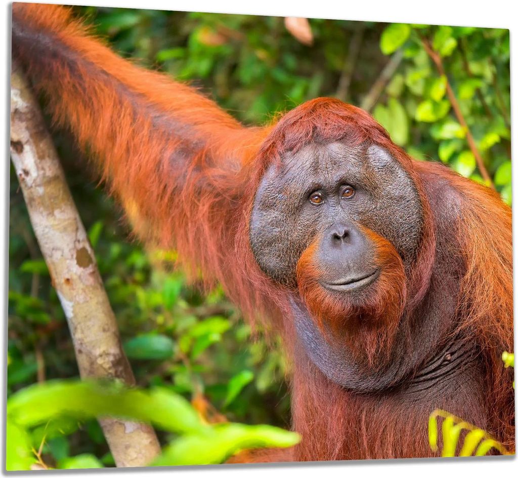 Wallario Herdabdeckplatte aus Glas, Größe 60 x 52 cm 1-teilig, Motiv Orang-Utan im Regenwald