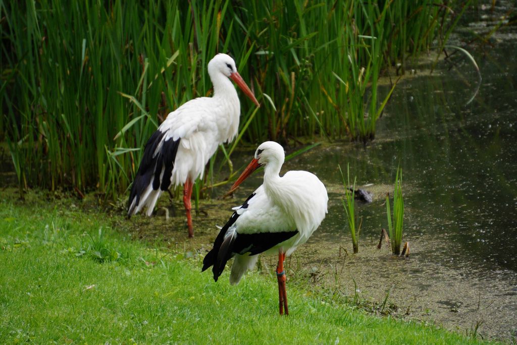 hansepuzzle 22719 - Storch am See Puzzle, 2000 Teile, Tierwelt, 90,0 x 60,0cm mit hochwertiger Aufbewahrung, Kartonbox & Beutel