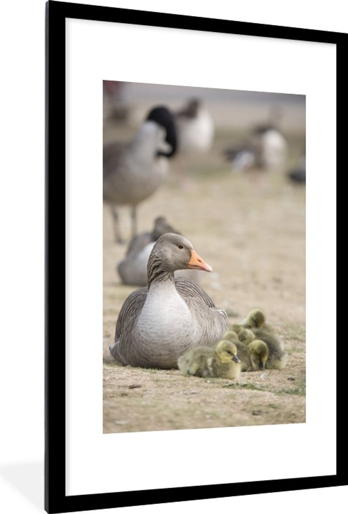 MuchoWow® MuchoWow® Gerahmtes Poster Gans - Familie - Küken Produktbild 