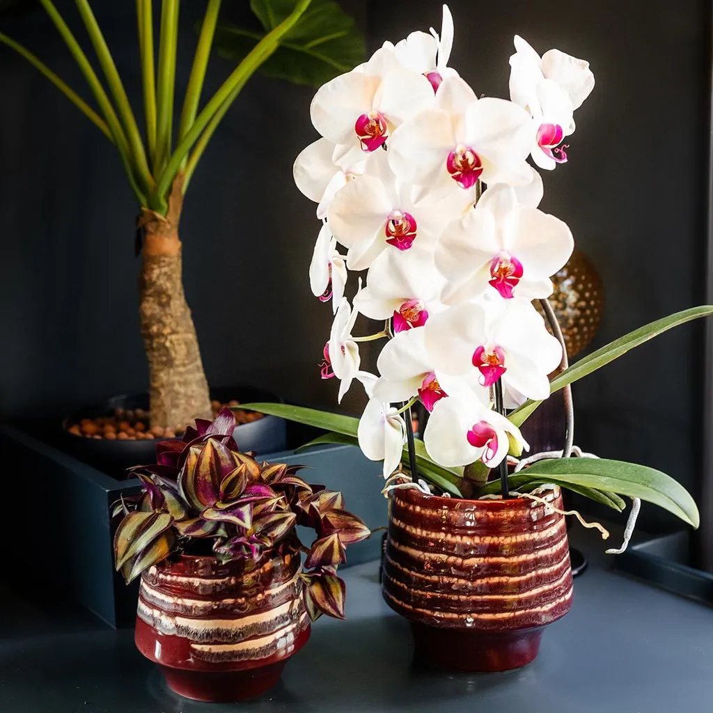 Cache-pot élégant en céramique bordeaux brillant avec glaçure Ø9cm - 5