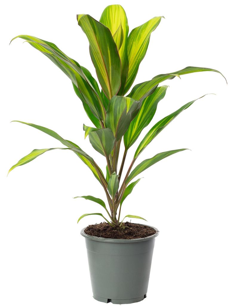 Keulenlilie Kiwi - Cordyline - Höhe ca. 40 cm, Topf-Ø 12 cm Produktbild 