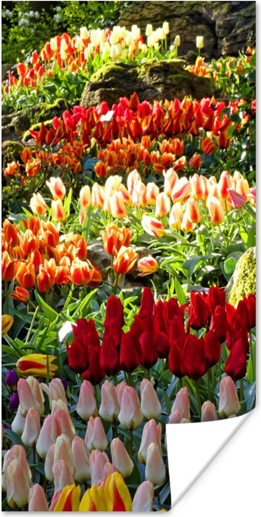 MuchoWow Poster Bunte Tulpen auf dem Keukenhof in den Niederlanden 40x80 cm - Dekoration