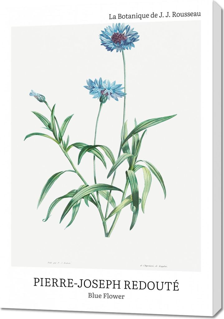 Bild 70x100cm Design Blaue Blume, Redoute Vintage für das Wohnzimmer