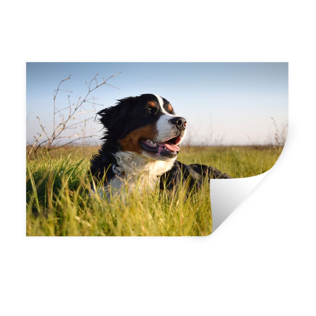 MuchoWow Wandtattoo Wandsticker Wandaufkleber Berner Sennenhund im Gras liegend 30x20 cm Selbstklebend und Repositionierbar - Wierderverwendbar -...