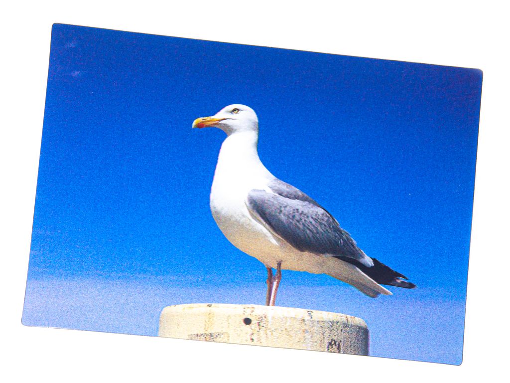 3 D Ansichtskarte Silbermöwe, Postkarte Wackelkarte Produktbild 