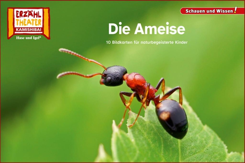Die Ameise / Kamishibai Bildkarten