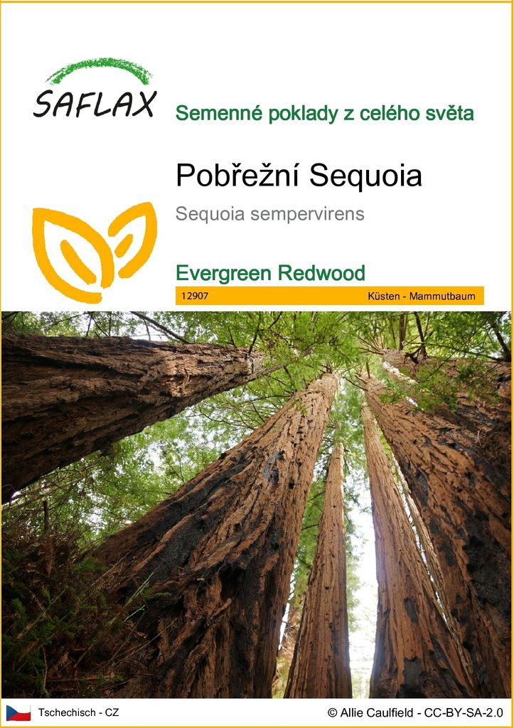 SAFLAX - Pobřežní Sequoia - Sequoia sempervirens - 50 Obrázek produktu 