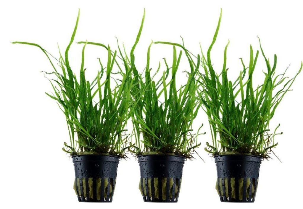 Aquarium Pflanze 3 Stück Microsorum pteropus 'Trident' Produktbild 