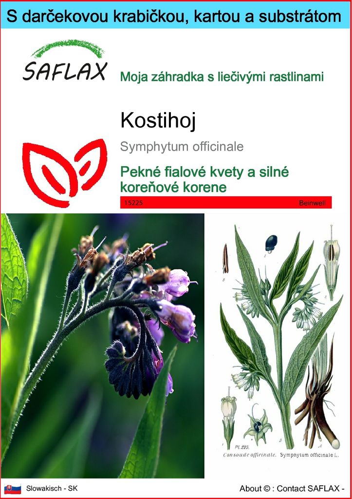 SAFLAX Darčeková sada - kostihoj - Symphytum officinale - Obrázok produktu 