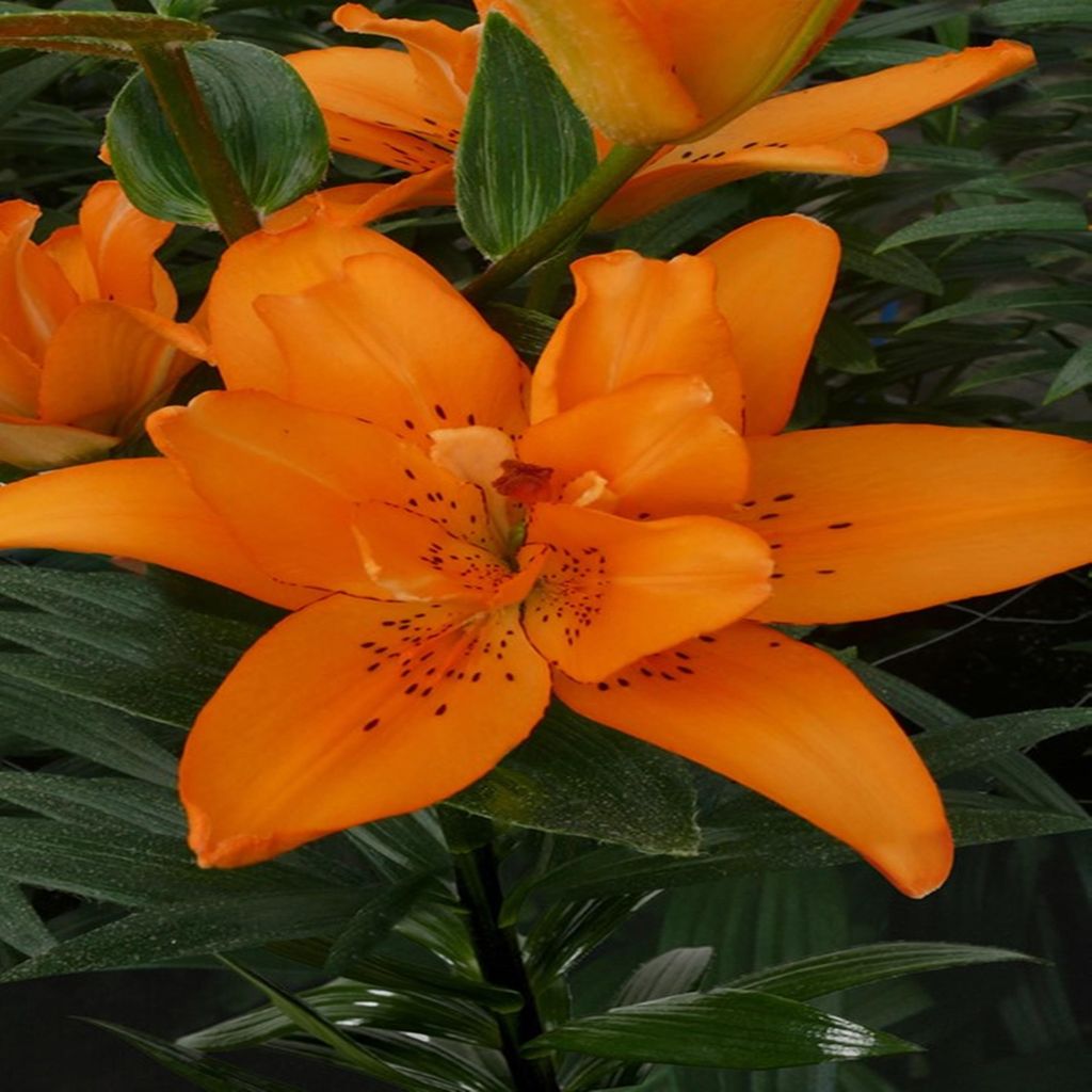 Lilie Lilium Zwiebel Blumen Doppelte Asiatische Lilie Produktbild 