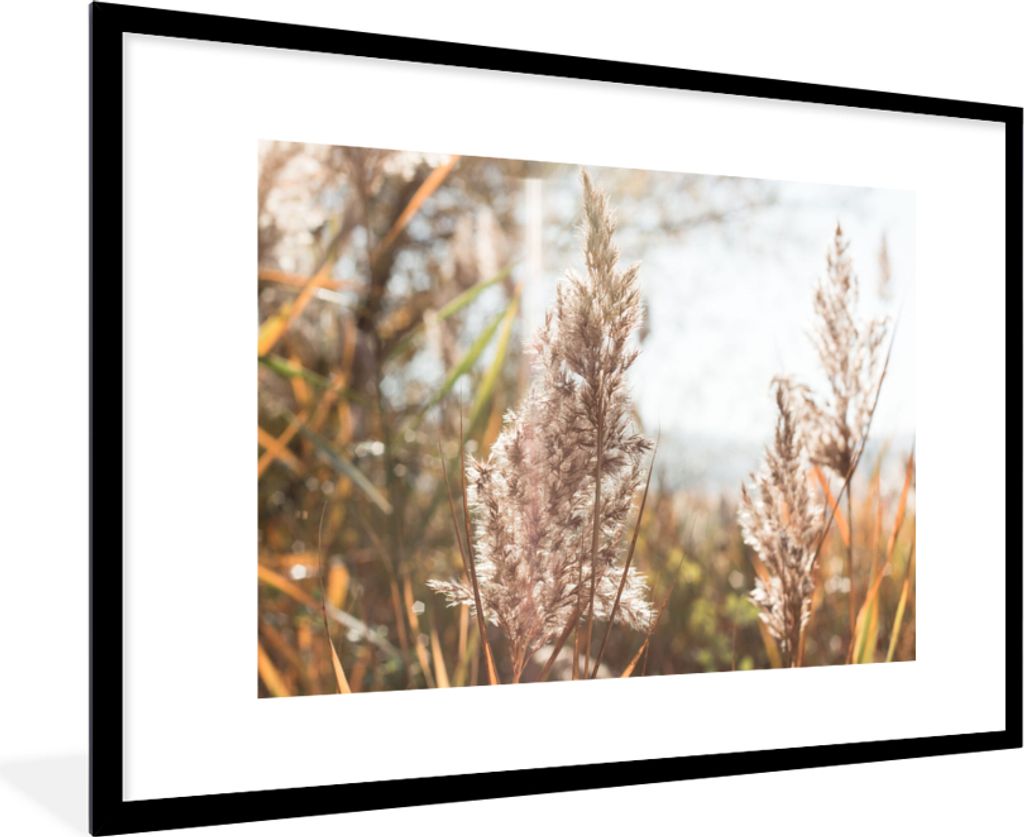 MuchoWow Gerahmtes Poster Schilf - Sonne - Pflanze 90x60 cm - Poster mit Schwarzem Bilderrahmen Wandposter Rahmen Foto Bilder - Wanddekoration - ...