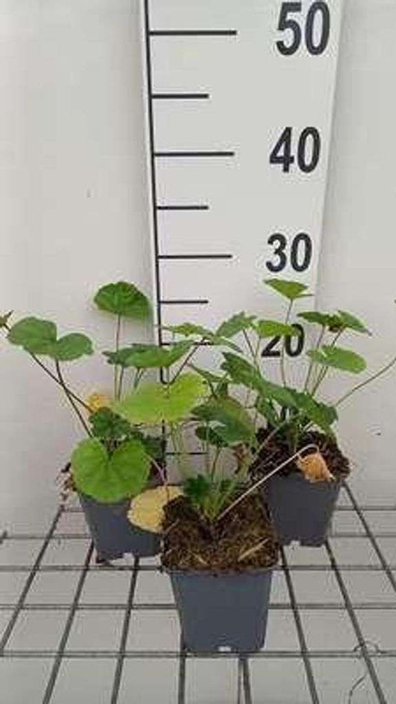 6 x Malva sylvestris - Malve - Topf 9 x 9 cm