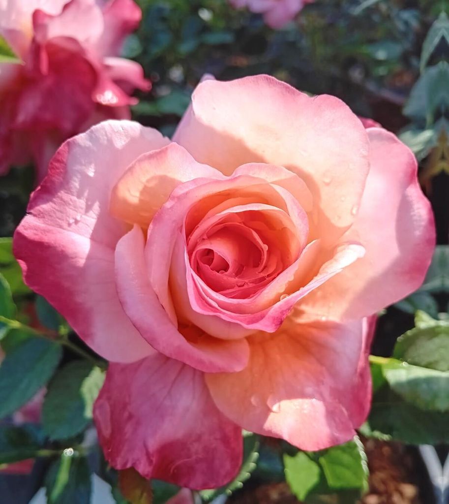 Rose Nostalgierose Augusta Luise Edelrose rosa / lachs im großen 7 Liter Topf