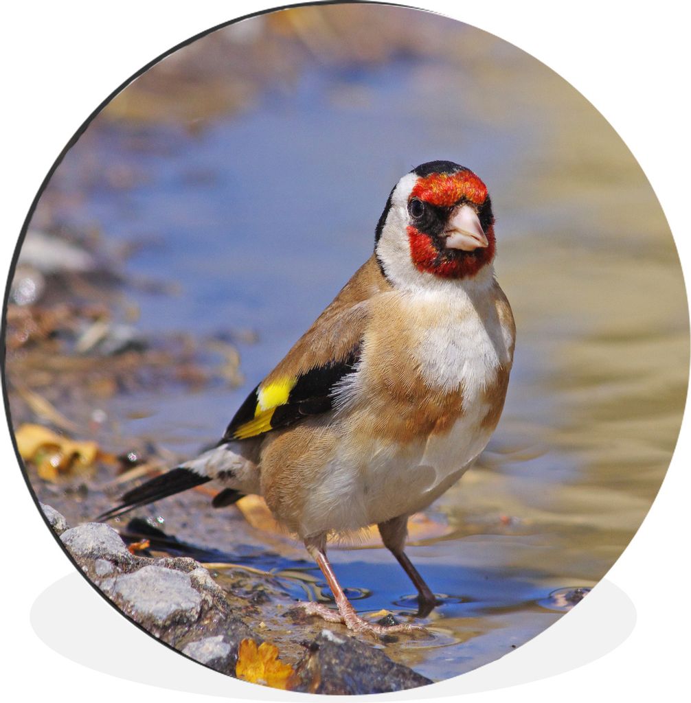 MuchoWow Aluminium Wandkreis Ein Stieglitz steht in einem Teich Ø 60 cm Wanddeko Modern Wohnzimmer - Wand Kreis - Wandbild - Schlafzimmer - Alum...