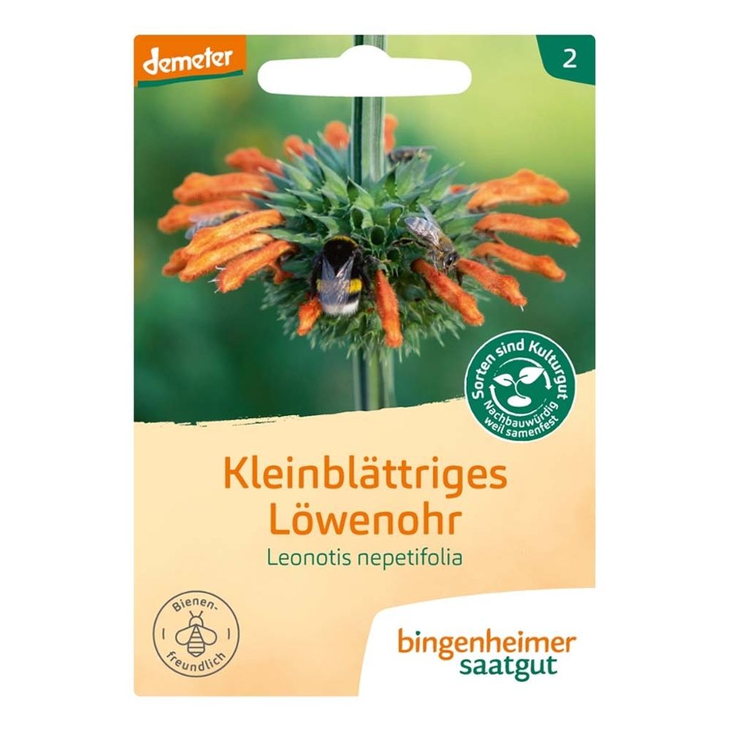 Kleinblättriges Löwenohr - Lenonotis nepetifolia Produktbild 