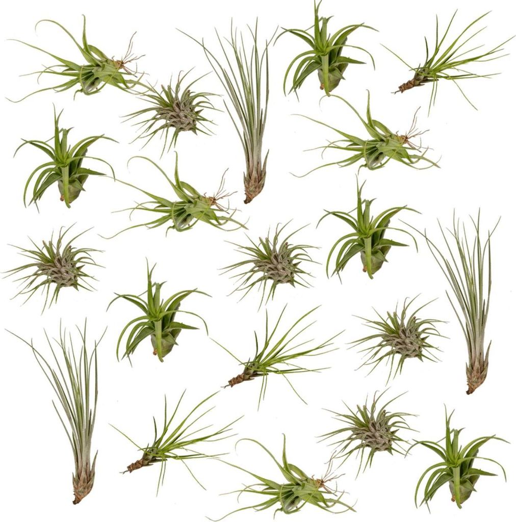Tillandsia Air Mix, 20 kusu vzdušných rostlin, prumer 6cm, Obrázek produktu 