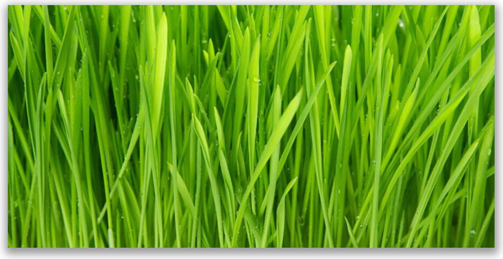 Tulup Leinwand-Bilder 140x70 Wandbild Canvas Kunstdruck Gras Pflanzen