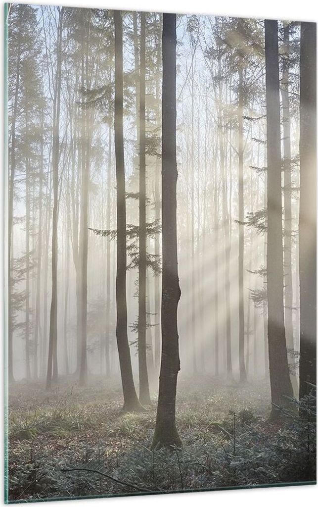 Bilder auf glas - Einteilig - Wald Baum Natur - 50x70cm - Glasbilder - Wandbilder - Bilder - zum Aufhängen bereit - Wanddekoration aus Glas - Glas...