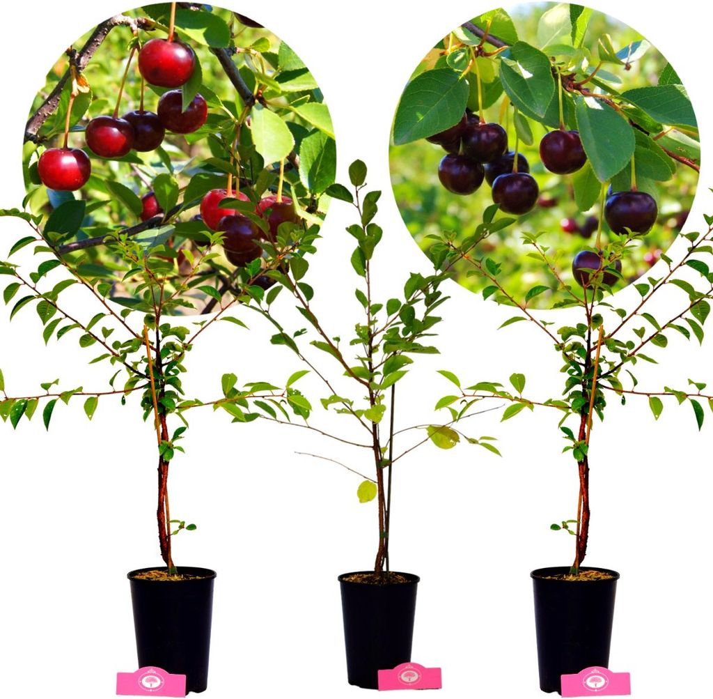 Three potted cherry trees with cherries on branches, presented against a white background.