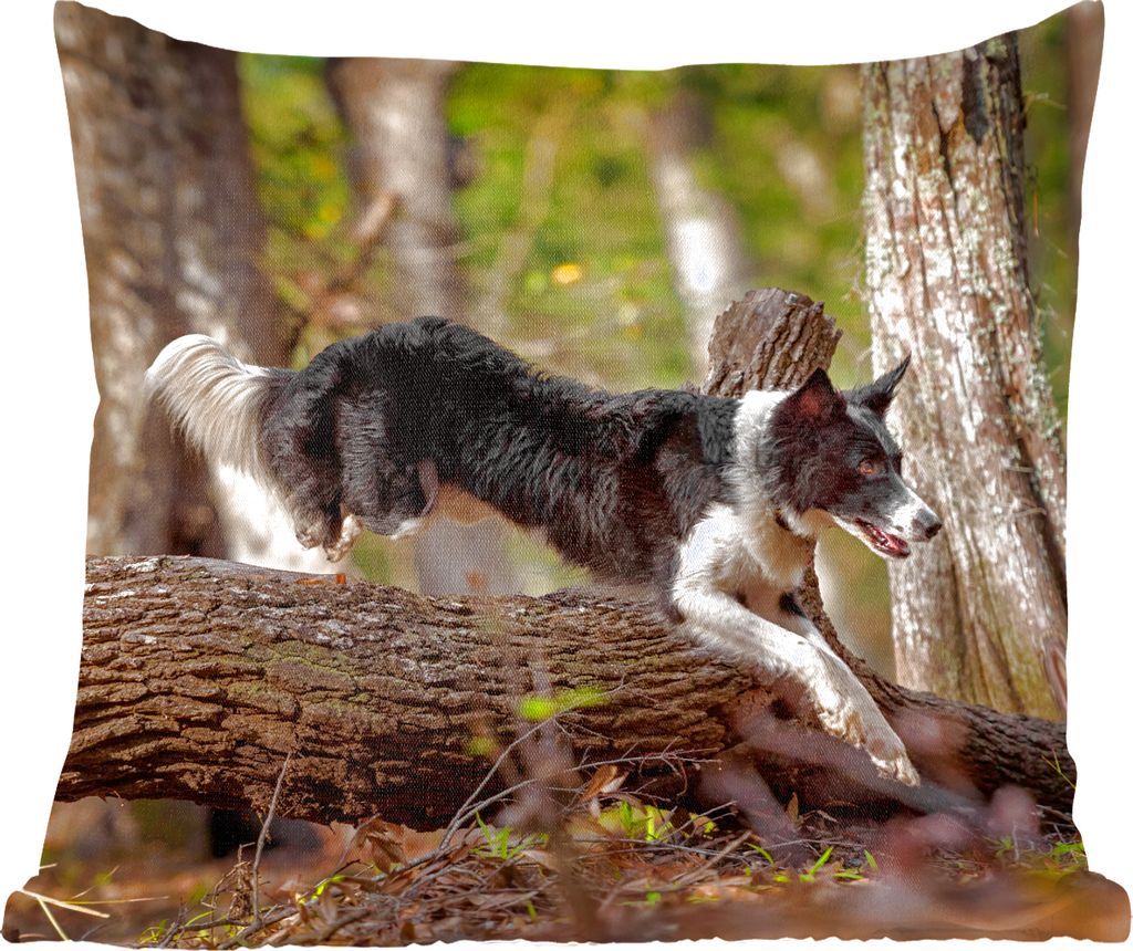 MuchoWow Zierkissen Sofakissen Wohnzimmer Dekokissen 60x60 cm Ein schwarz-weißer Border Collie springt über einen Baumstamm - Sitzfläche - Fot...
