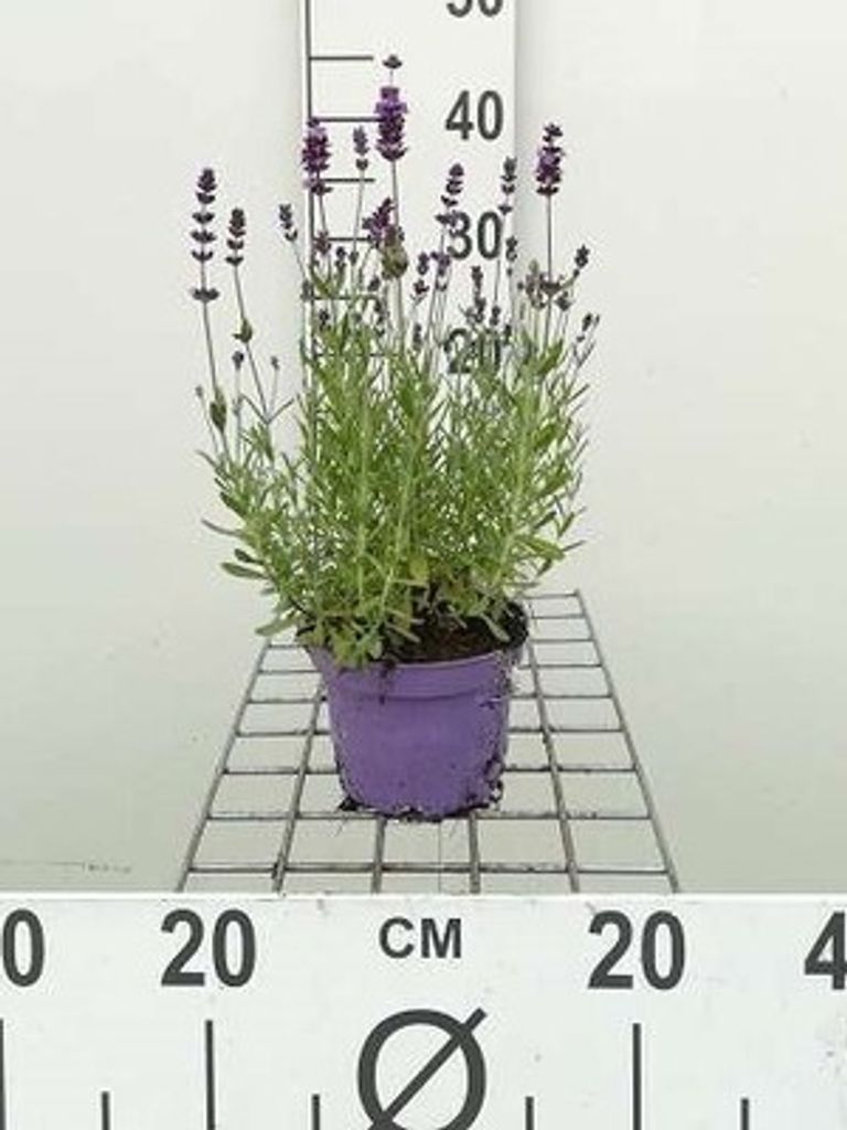 Lavandula ang. 'Munstead' - Lavendel - Container 1.5 liter
