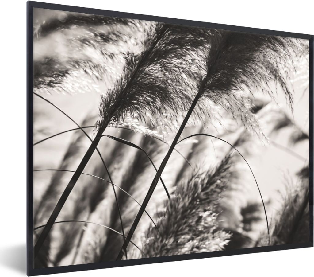 MuchoWow Gerahmtes Poster Pampasgras - Schwarz - Weiß - Pflanze 40x30 cm - Poster mit Schwarzem Bilderrahmen Wandposter Rahmen Foto Bilder - Kun...