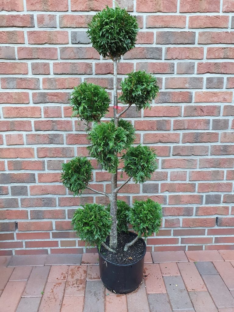 Thuja plicata "Martin"- Gartenbonsai, Höhe: 140-150 cm, winterharte Zypressen-Bonsai, Formpflanze immergrün