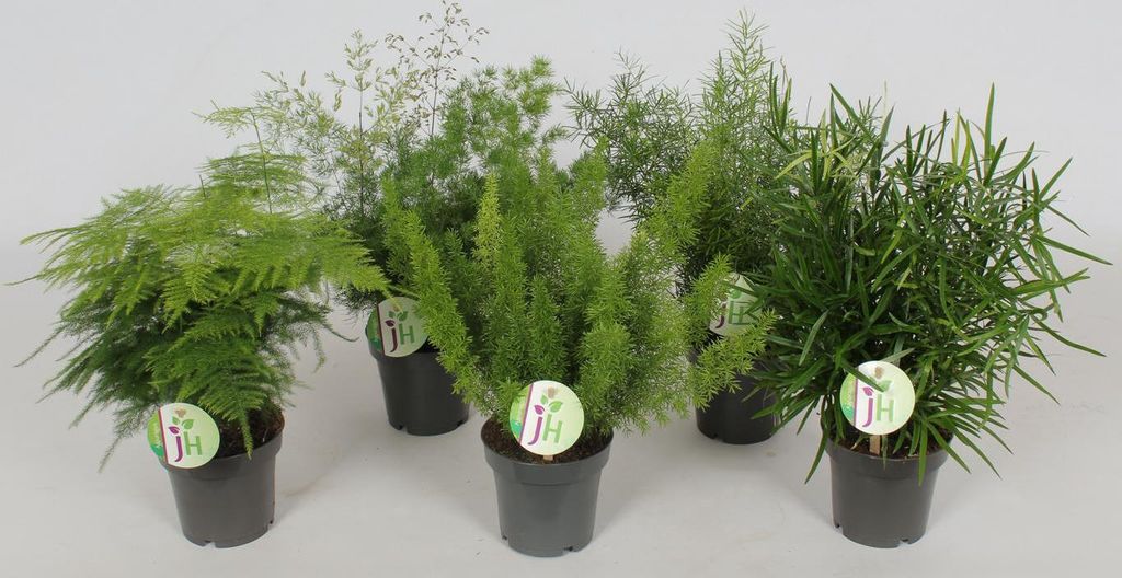 Zierspargel 5 Stück – Ca. 35 cm, Pflegeleichte Zimmerpflanze, Asparagus Gemischt für Indoor-Dekoration, Ideal für Zuhause