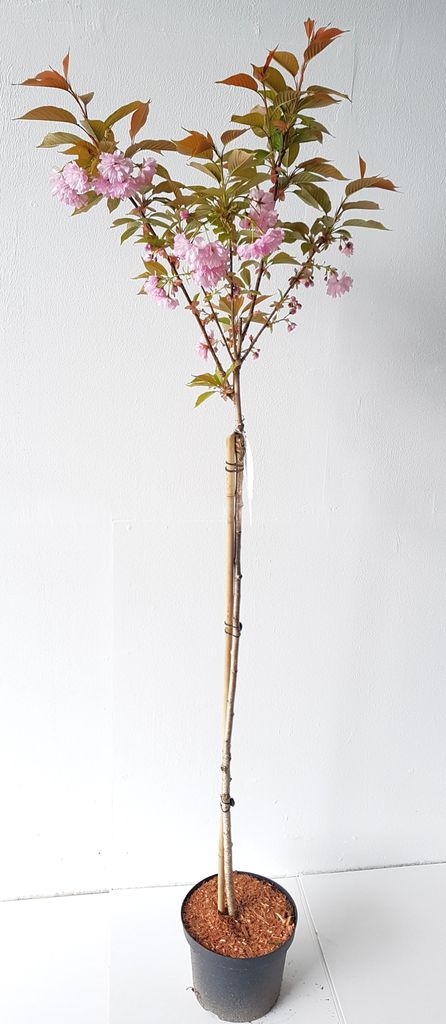 Japanische Nelkenkirsche - Sorte: Prunus serrulata Kanzan, Zierkirsche - Stämmchen