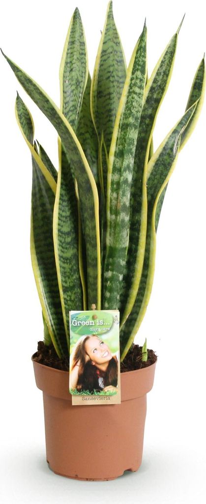 Sansevieria Laurentii – 60-70cm – 17cm – Pflegeleichte Schwiegermutterzunge in Grün-Gelb – Luftreinigende Zimmerpflanze für Wohnzimmer, B...