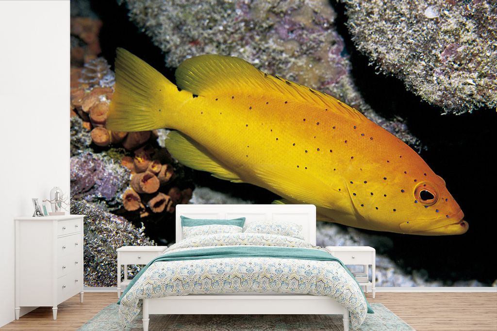 MuchoWow Fototapete für Wohnzimmer oder Schlafzimmer Wandtapete Vinyl Motivtapete Gelber Wolfsbarsch mit schwarzen Tupfen - 360x240 cm - Vinyl-T...