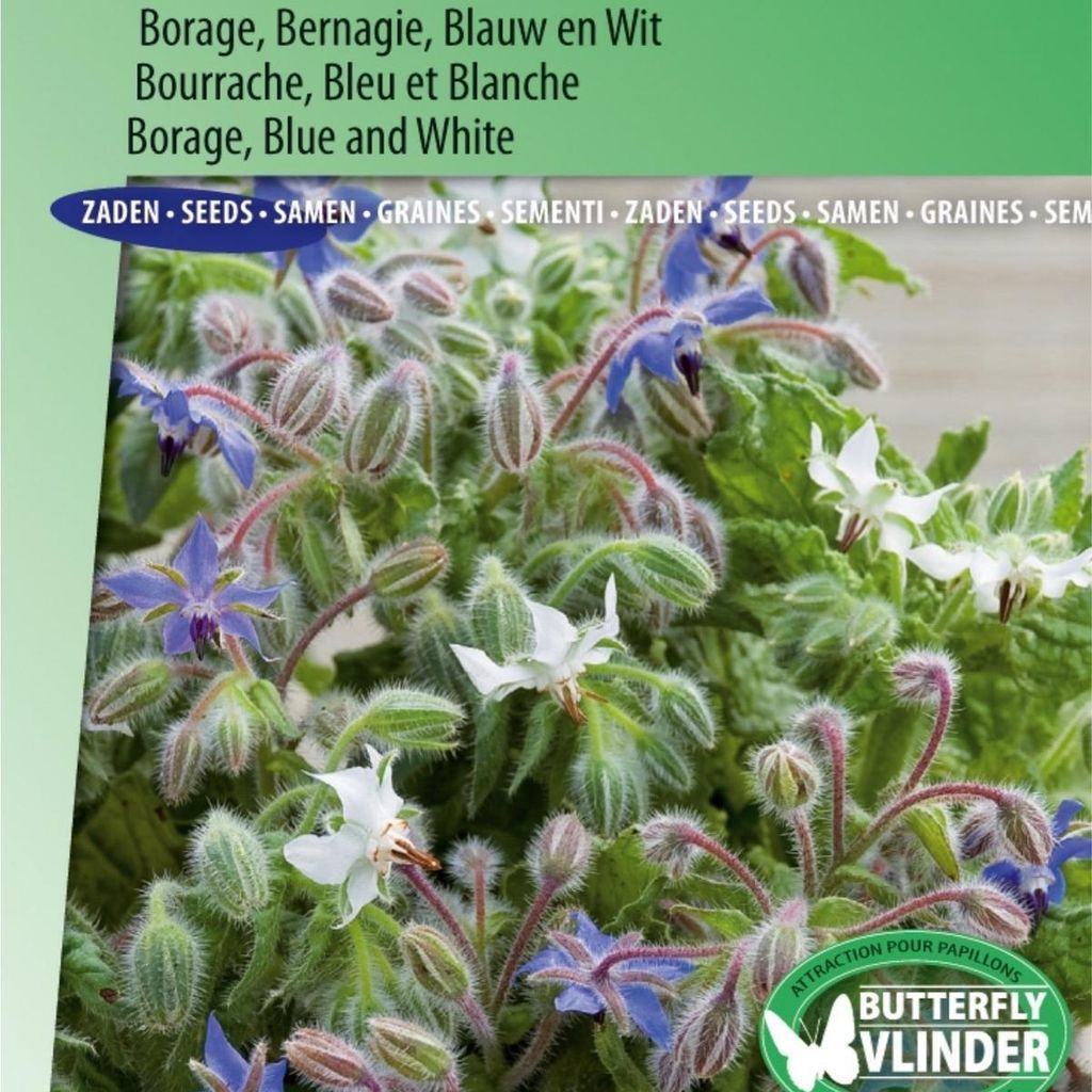 Gurken-Kräuter-Borretsch-Samen blau und weiß für aromatische Ernte – hohe Qualität für Gemüsegarten und Kräutertopf – reich an Vitaminen...