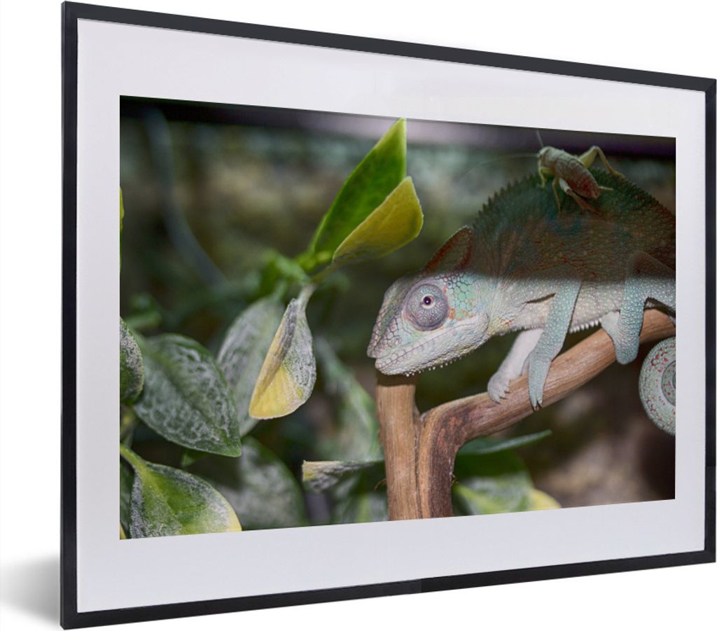 MuchoWow MuchoWow Gerahmtes Poster Versteckte Grille auf dem Rücken des Chamäleons 40x30 cm - Poster mit zchwarzem Bilderrahmen - Bilderrahme...