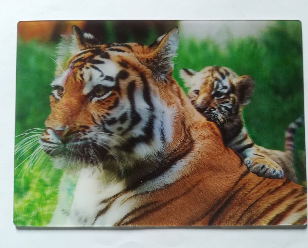 3 D Ansichtskarte Tiger, Postkarte Wackelkarte Produktbild 
