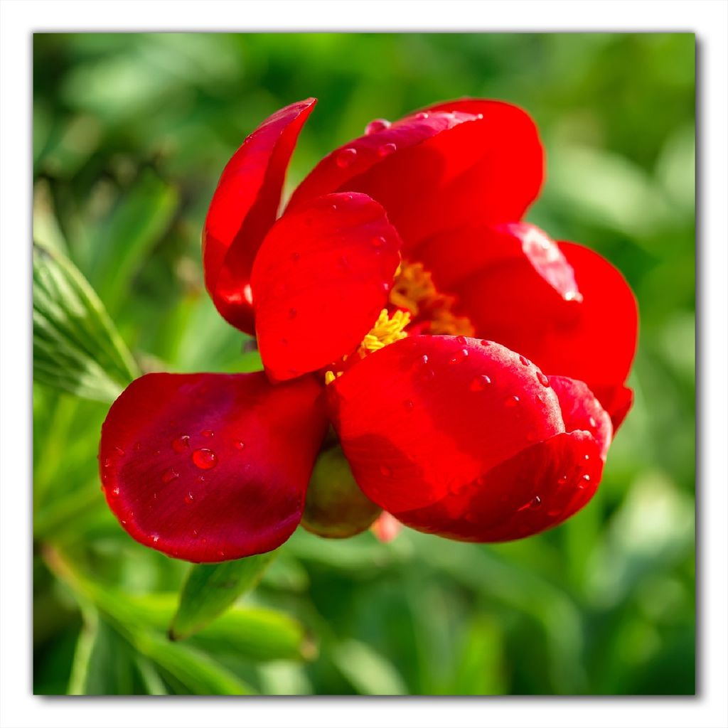 Wallario selbstklebende Möbelfolie/ Tischdecke für Innen und Außen, Größe: 70 x 70 cm - Wilde rote Pfingstrose in Nahaufnahme