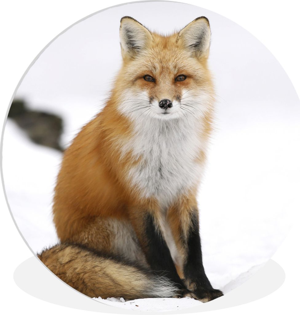 MuchoWow Rundes Wandbild - Runde Bilder Fuchs - Schnee - Winter Ø 30 cm Kreis Wanddekoration Kunststoff - Wandkreis - Wandschmuck - Schlafzimmer...