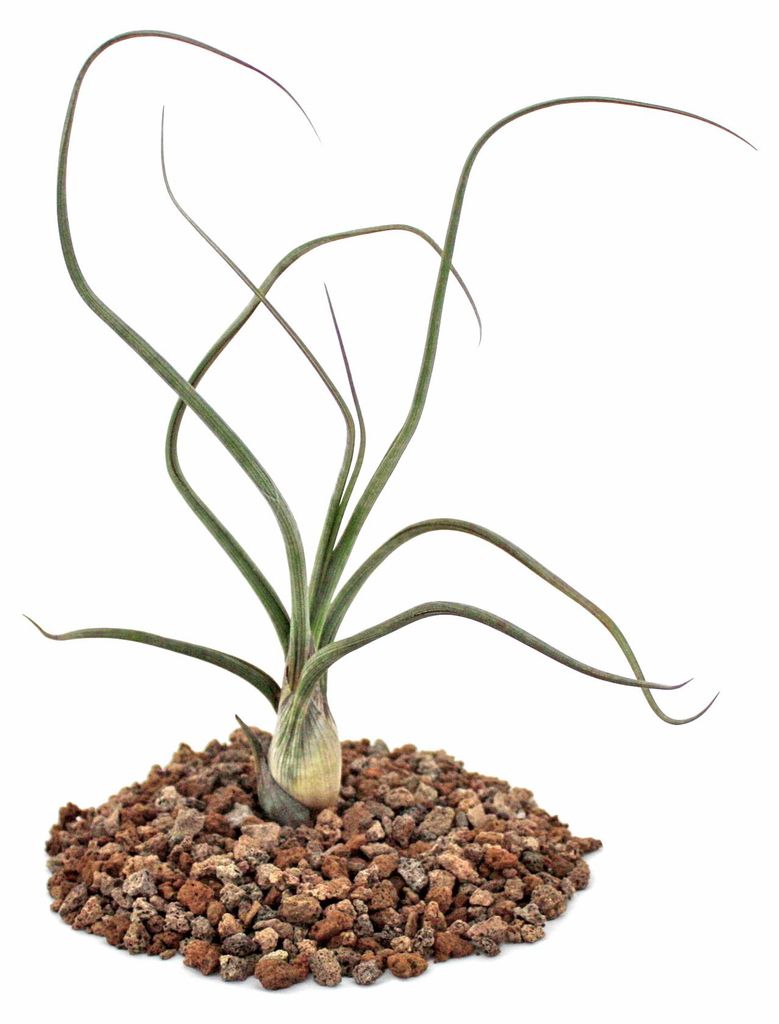 Tillandsia baileyi – rostlina volně balená Obrázek produktu 