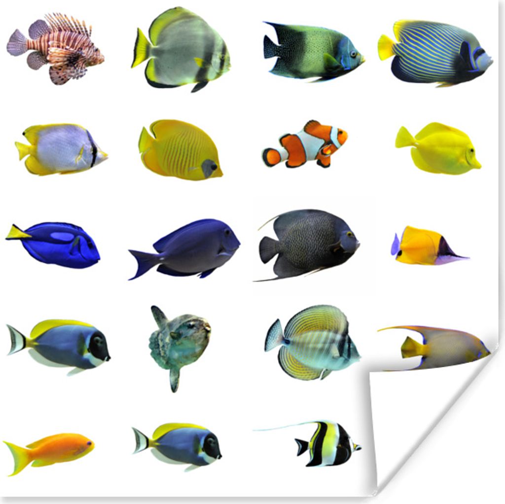 MuchoWow Poster Fische - Gruppe - Tropisch 30x30 cm - Wandposter - Printing